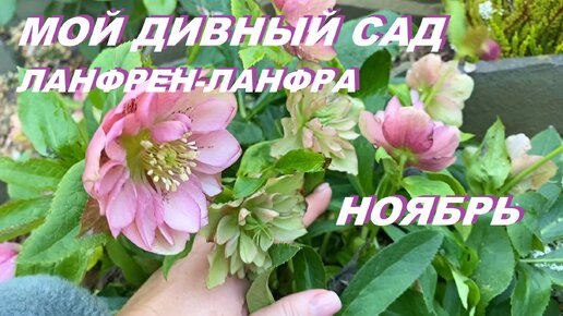 Мой дивный сад, ноябрь