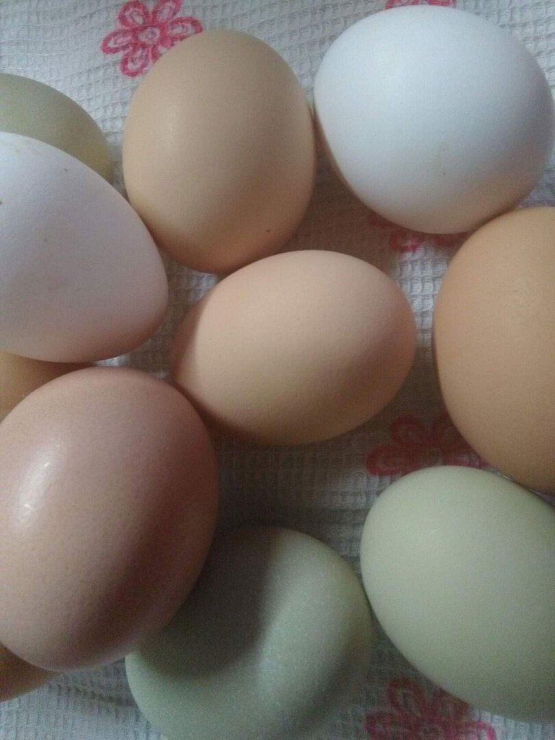 яйцо от старушек, когда вывела настоящего кросса.