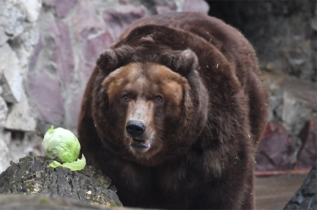    Пьянеют ли наши медведи?