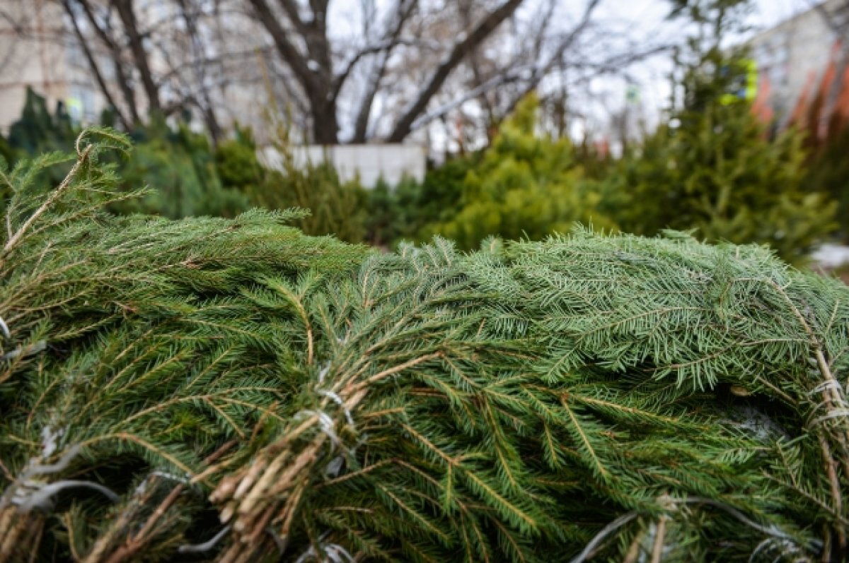 В Кировском округе Омска определены места размещения ёлочных базаров ...