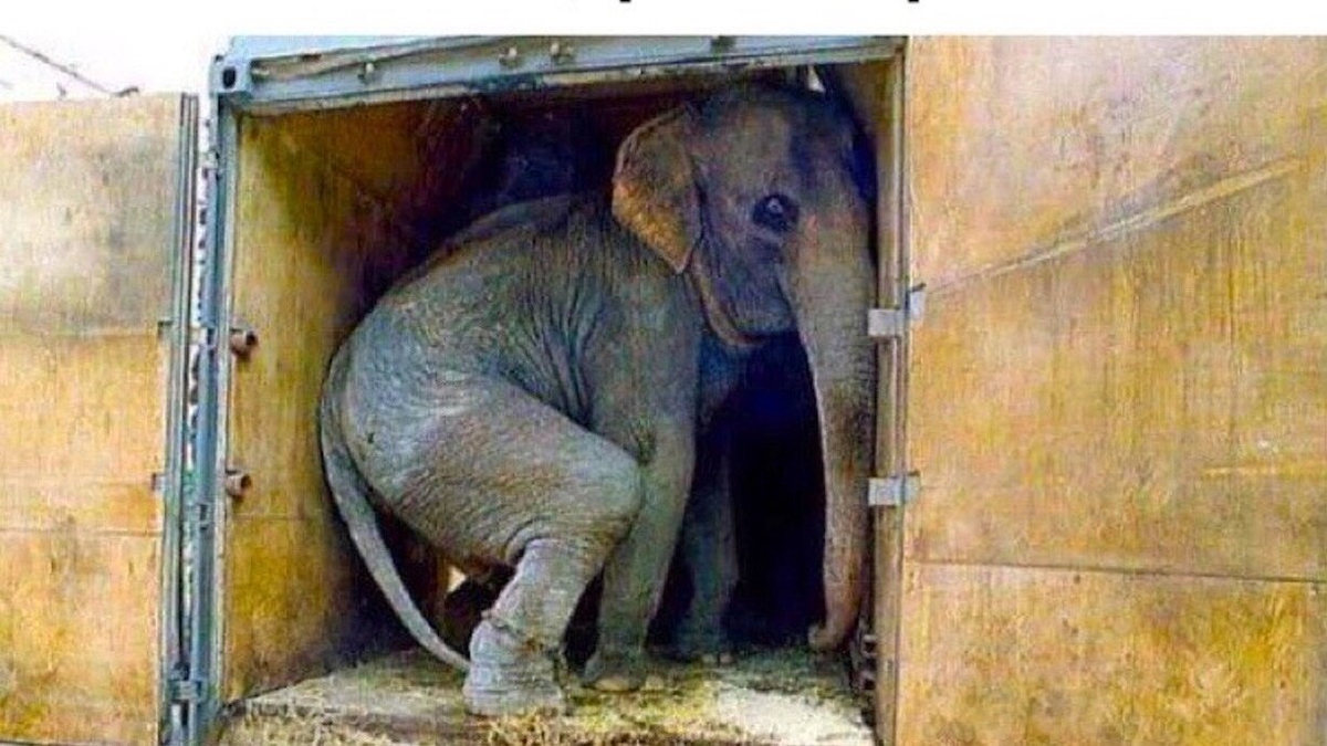 Так перевозят слонов в цирке между городами