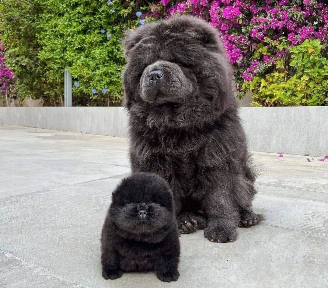 Собаки породы чау-чау