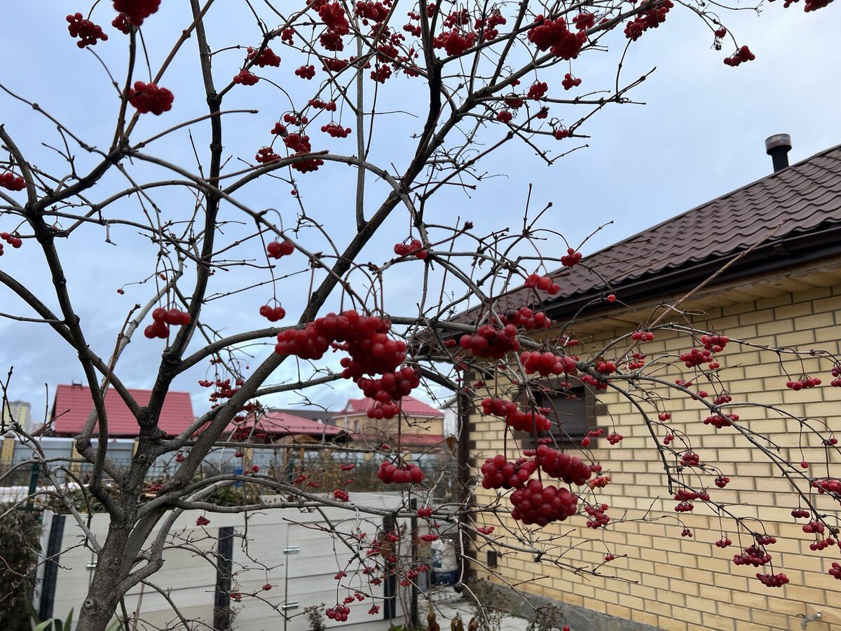 Калина обыкновенная в моем саду