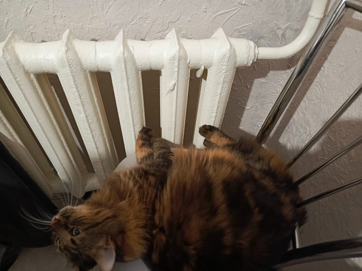 Кузя и батарея