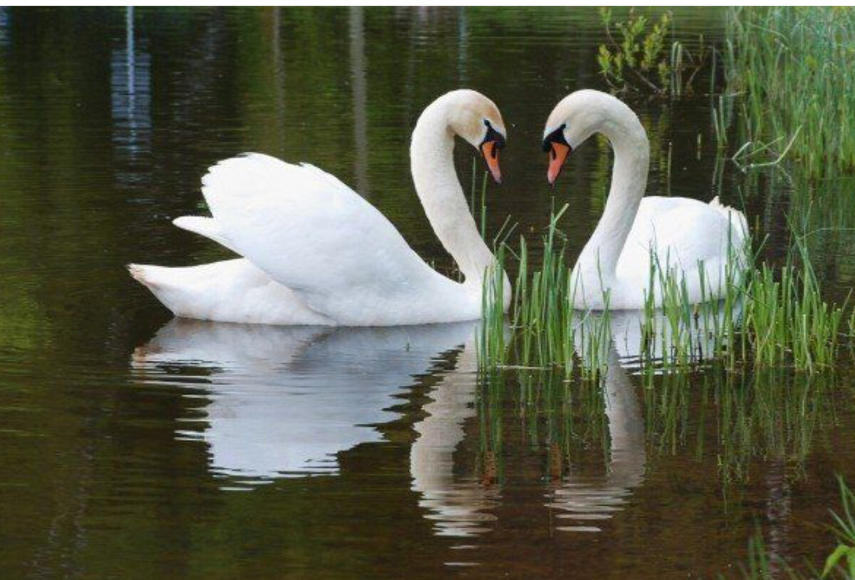 Верность вода. Лебедь. Лебеди на озере. Лебеди (птицы). Лебеди в пруду.