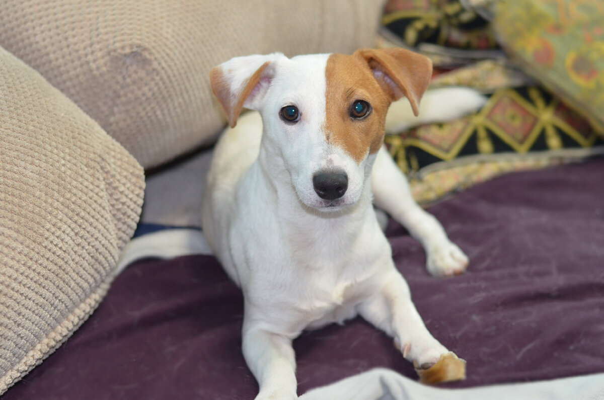 Привет, я Дейзи.