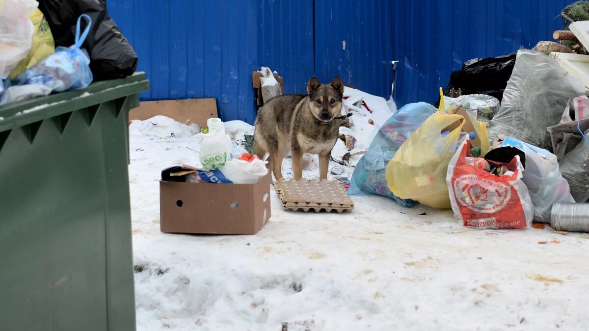     В Нижневартовске местные жители нашли на мусорной площадке труп животного, с которого сняли шкуру. Ужасные кадры распространяются в соцсетях.