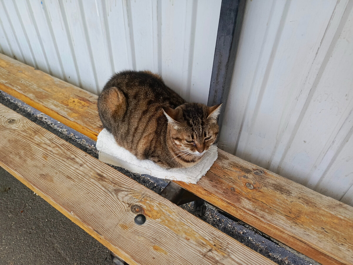 Котики все ищут что-то помягче