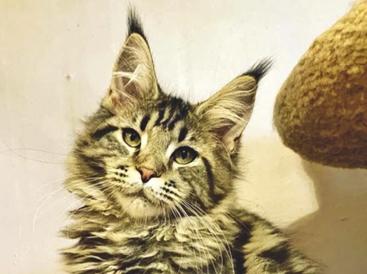 Если у мейн-куна нет кисточек на ушах, то у него "серое" происхождение?