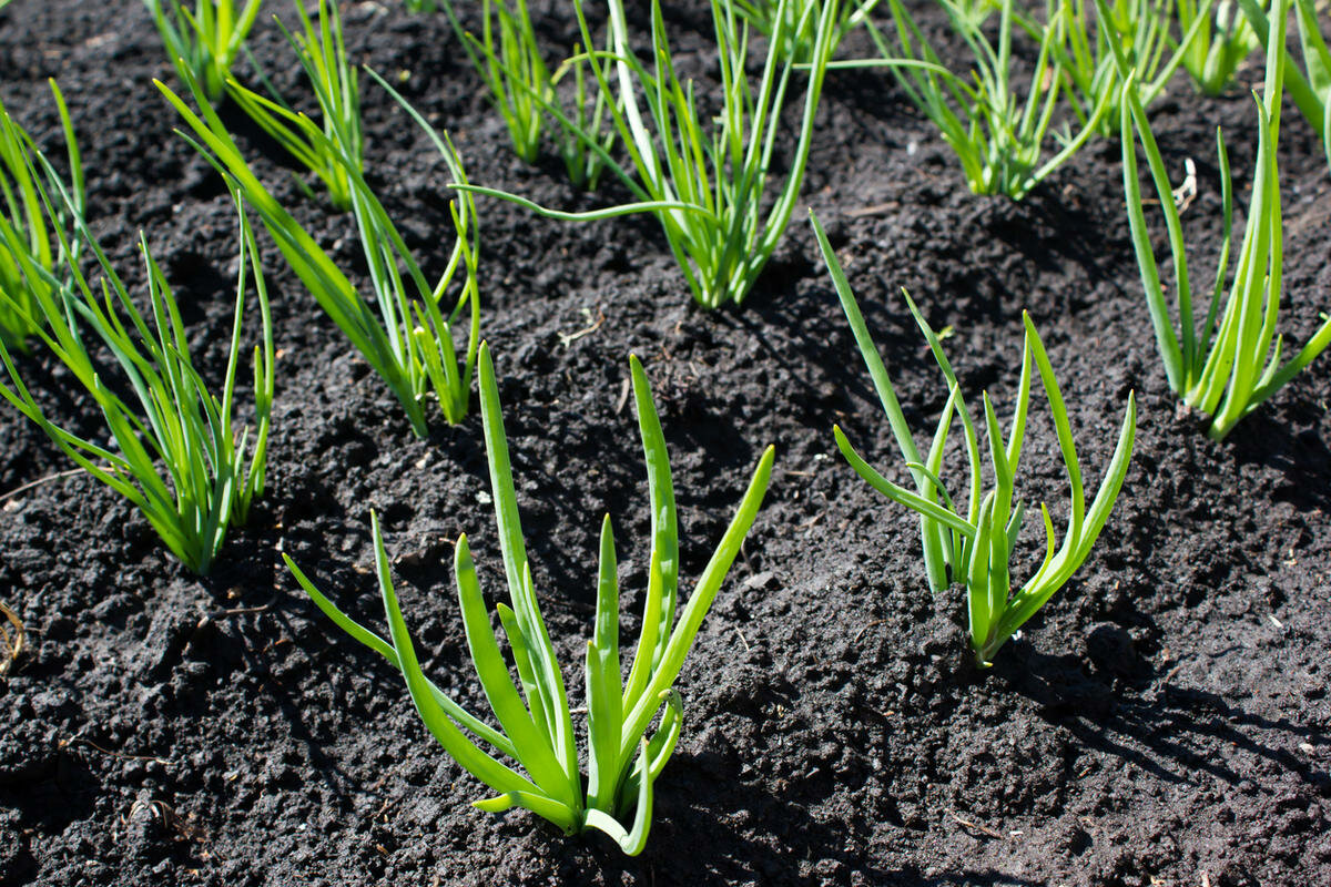 У невнимательных огородников гниение лука может начаться в момент его выращивания