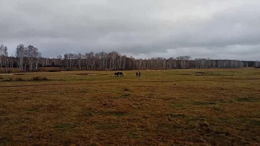 Там, где поют бобры. За два дня до прихода зимы