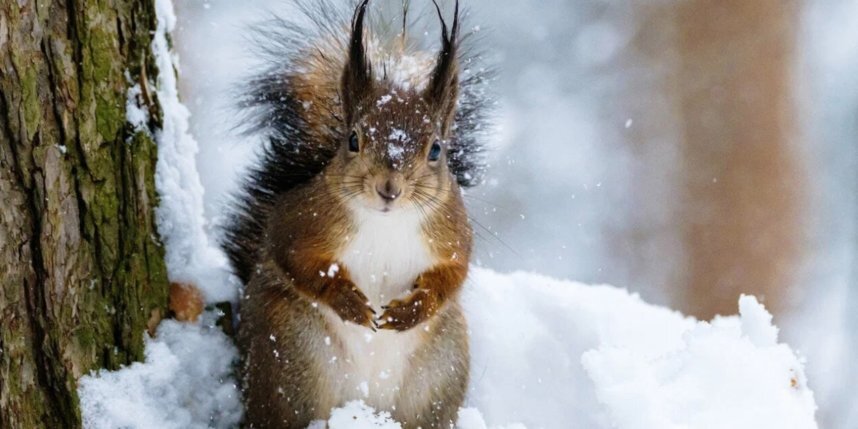    Алёна Бобрович.