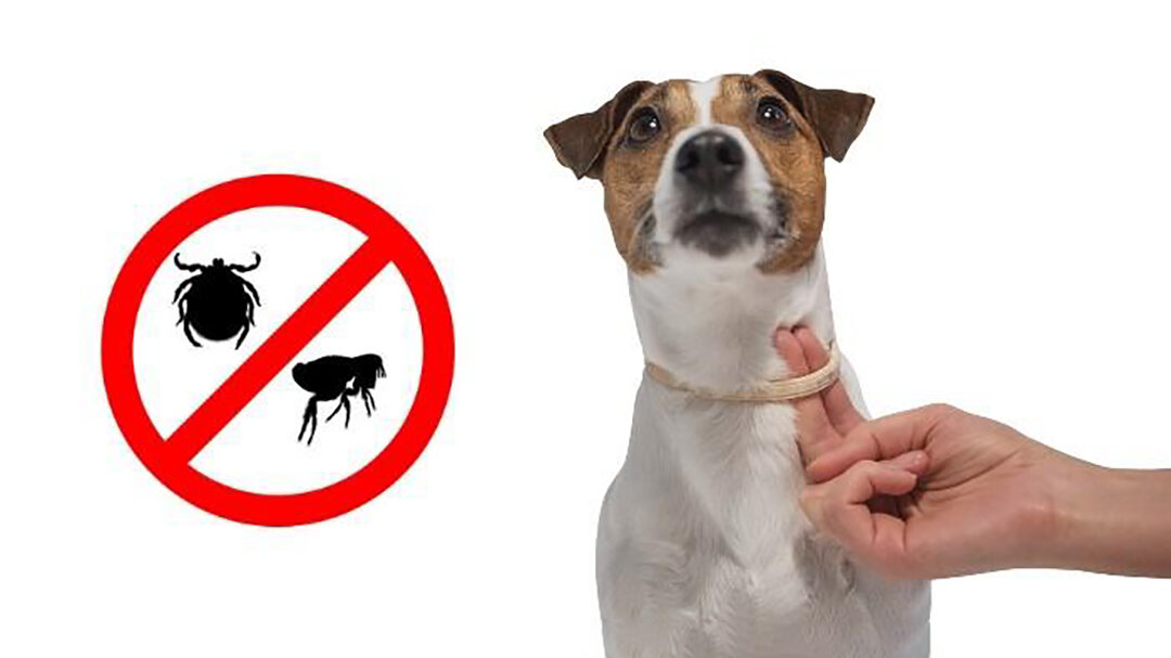 Обработка от блох и клещей собак. Защита животных от клещей. Защита от клещей для собак. Обработка от блох и клещей щенков.