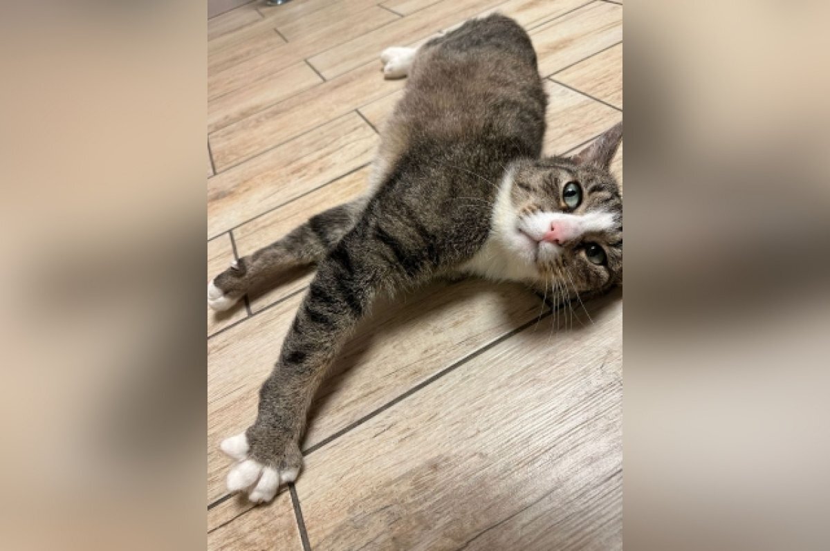    Изувеченного в Тверской области кота Гришу выписали из ветклиники в Москве