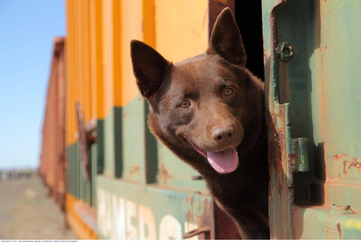 Кадр из фильма "Рыжий пес (2011)"