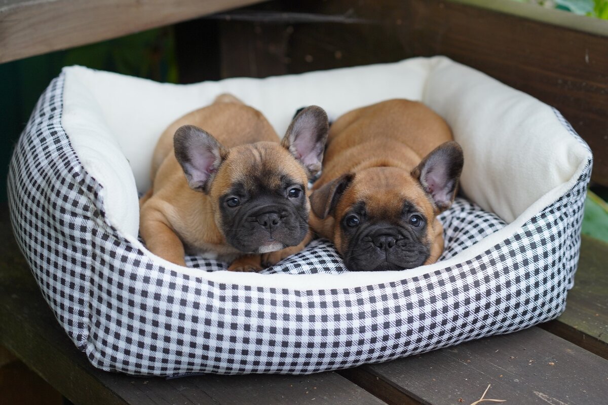 На фото — лежанка "Кантри", Gamma.