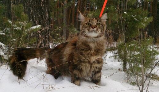 Фото из внешнего источника