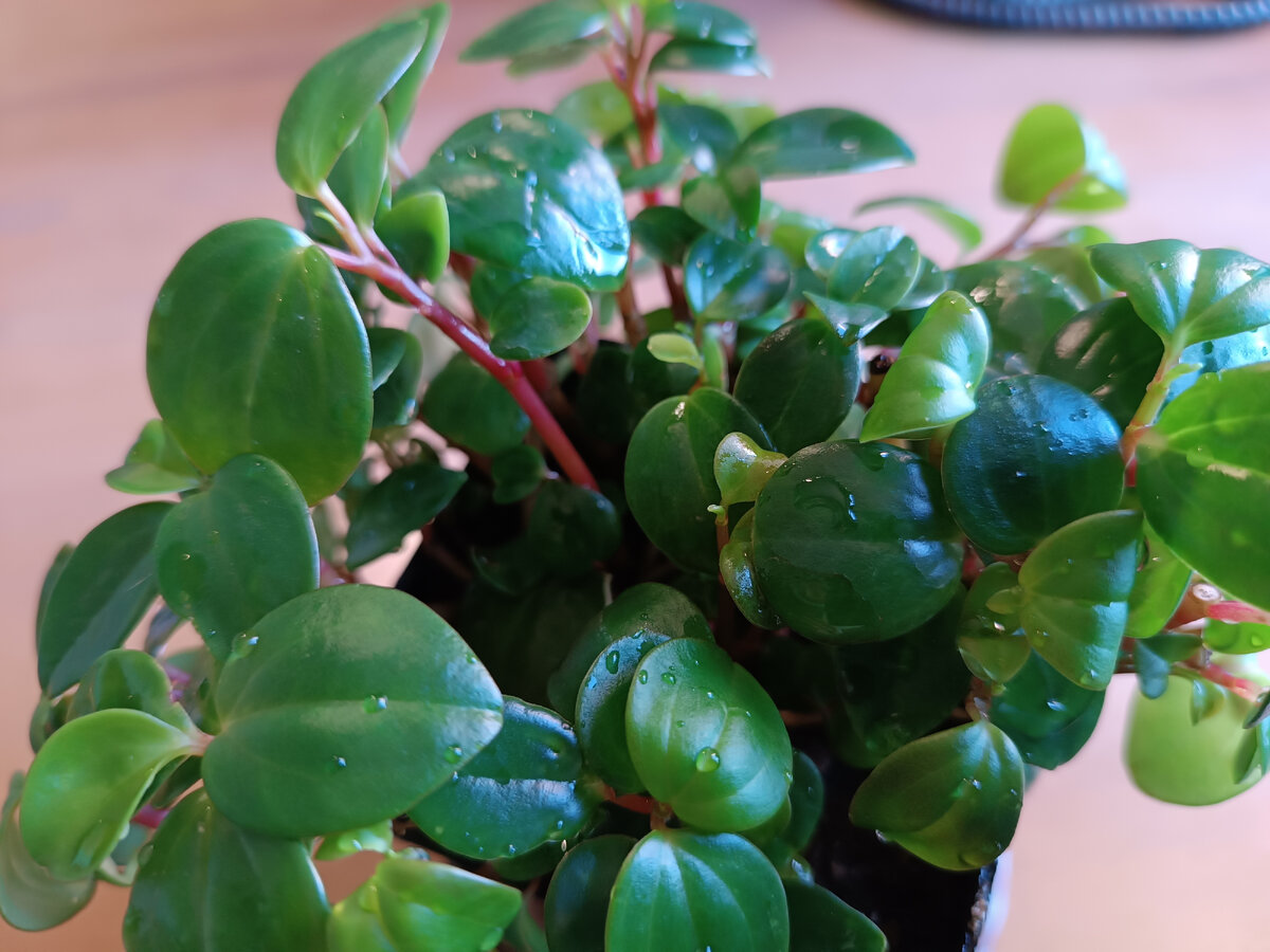 Пеперомия головатая