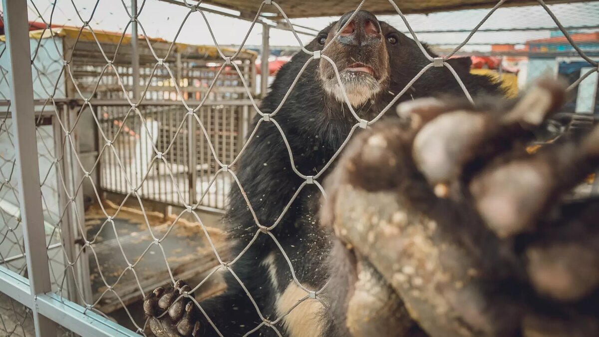     Также пострадал его коллега — они занимались обустройством скважин.