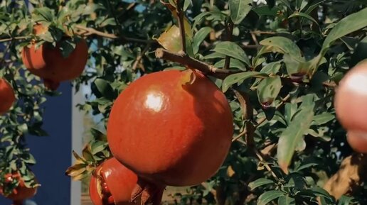 ganimatque | Сезон граната в Азербайджане. | Дзен