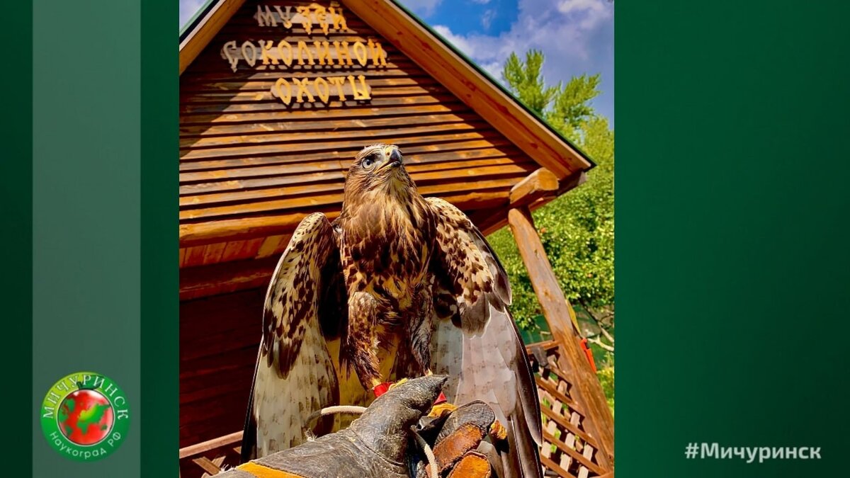 Посетителям расскажут о традициях соколиной охоты