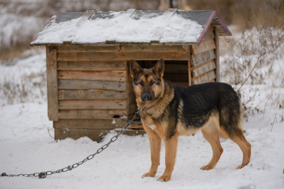    Штрафы за жестокое обращение с животными увеличили в Бурятии