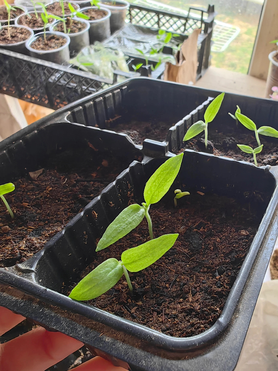 фото от 18 апреля - сеянцы баклажанов, посеяны 21 марта, начали всходить 12 апреля