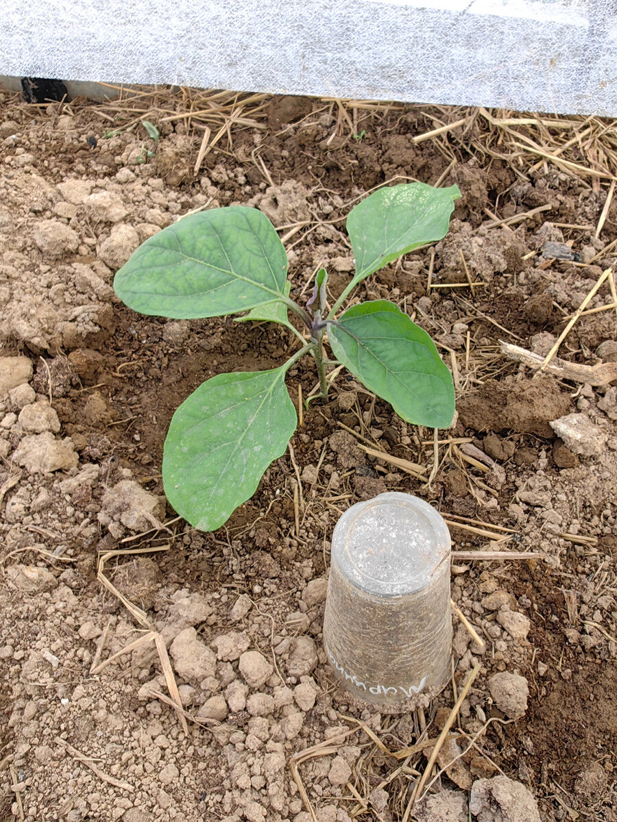 Баклажан Марципан F1 посев 21.03, всходить начал с 12.04. Высажен в теплицу 19.05. Фото от 26.05.2023