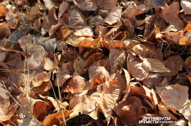    Слышала, что не стоит сжигать опавшую листву на участке, это так?