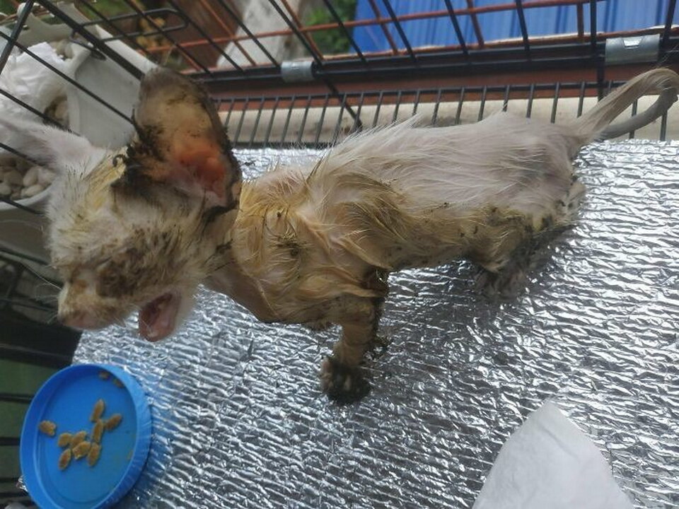 На фото видно, что часть клея парень уже убрал, но котенку до сих пор больно