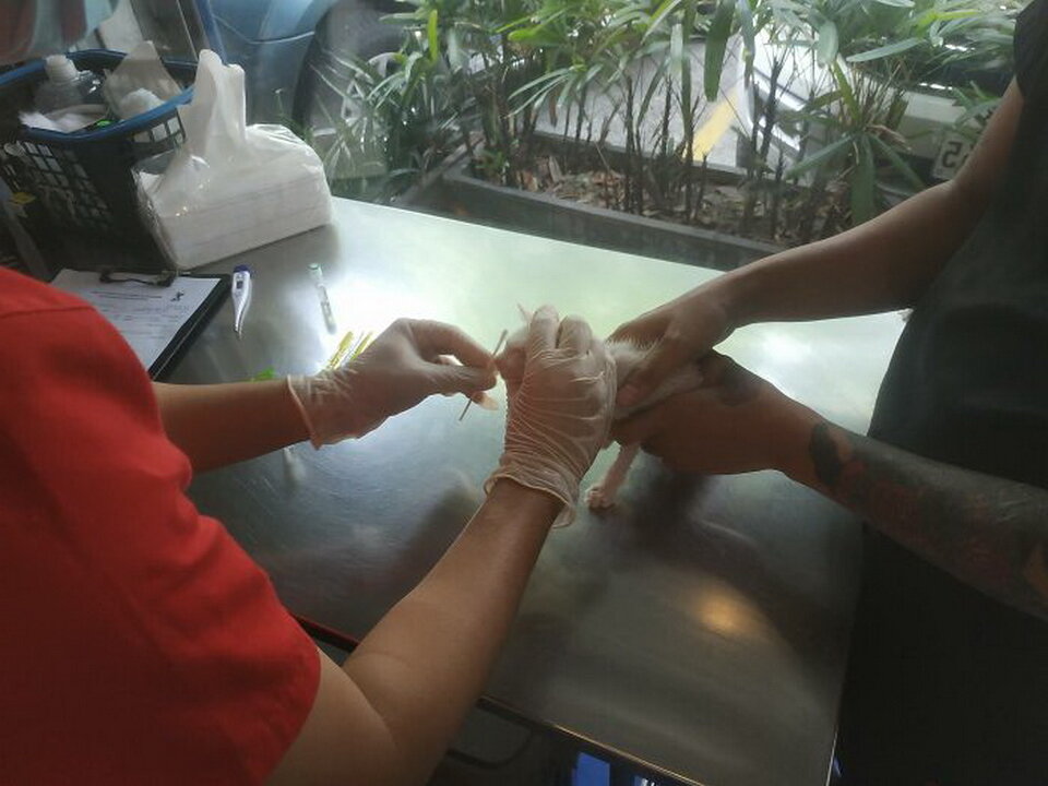 На приеме у ветеринара