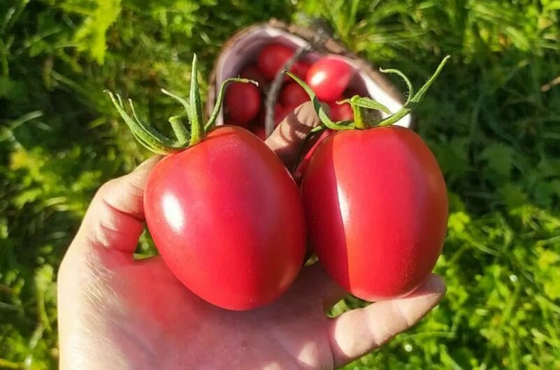 Помидоры для маринования.