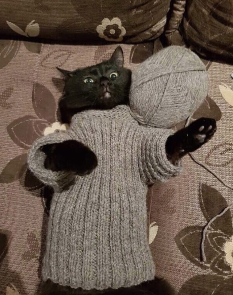 Свитер для кошки