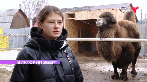 У тюменской девочки дома живёт верблюд!