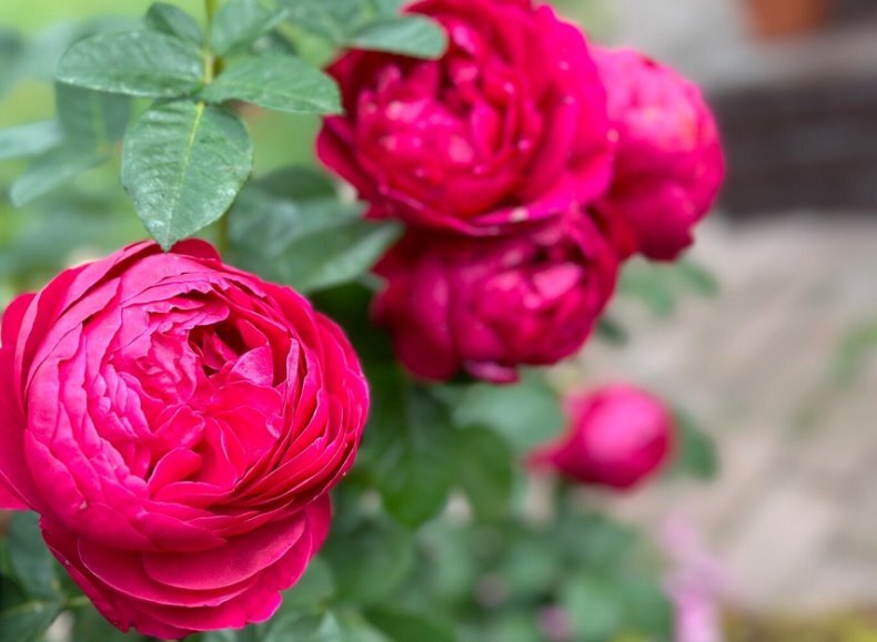 Розы – это неоспоримое украшение сада. Чтобы они радовали своей красотой и пышным цветением весь сезон, важен правильный уход. На самом деле ничего сложного в уходе за этими растениями нет.