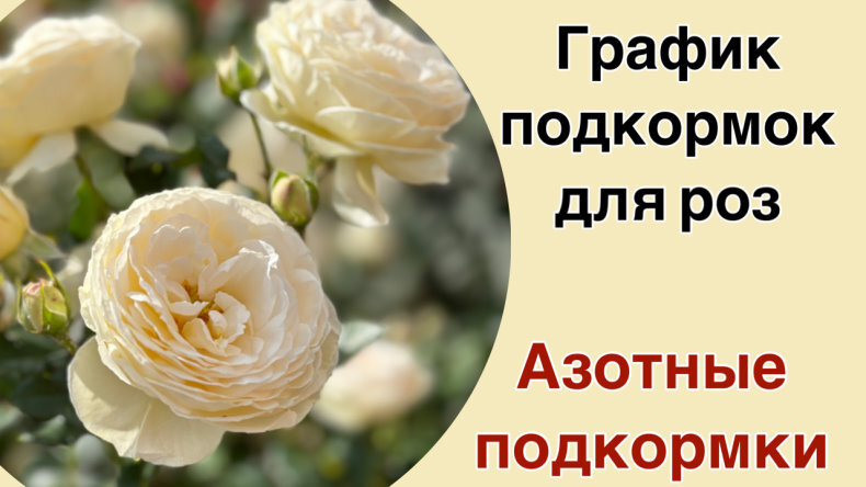 Чем подкормить розы весной