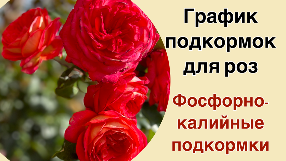 Ваши розы будут самыми красивыми. Шпаргалка по уходу за розами ...