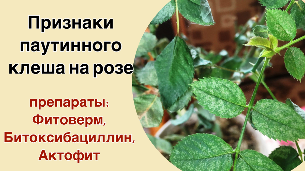 Ваши розы будут самыми красивыми. Шпаргалка по уходу за розами | Волшебная  грядка | Дзен