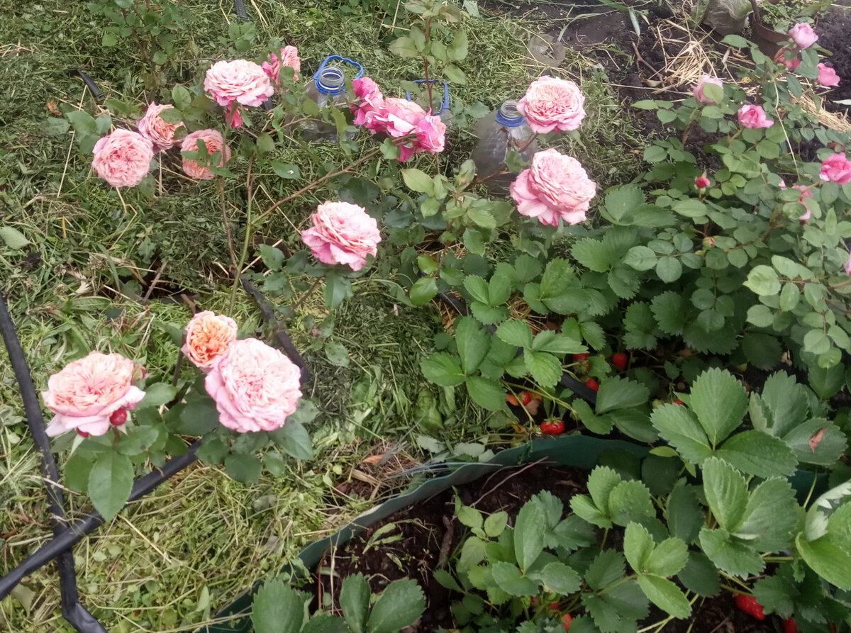 Роза Мияби. Лето 2023