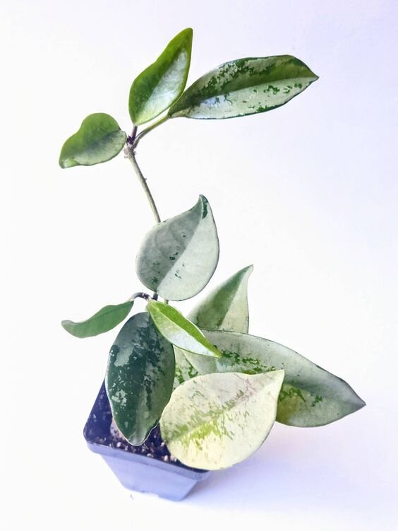 Hoya AH-074 Silver  /photo by Pinterest