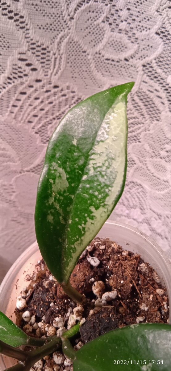 Тот самый первый лист сегодня