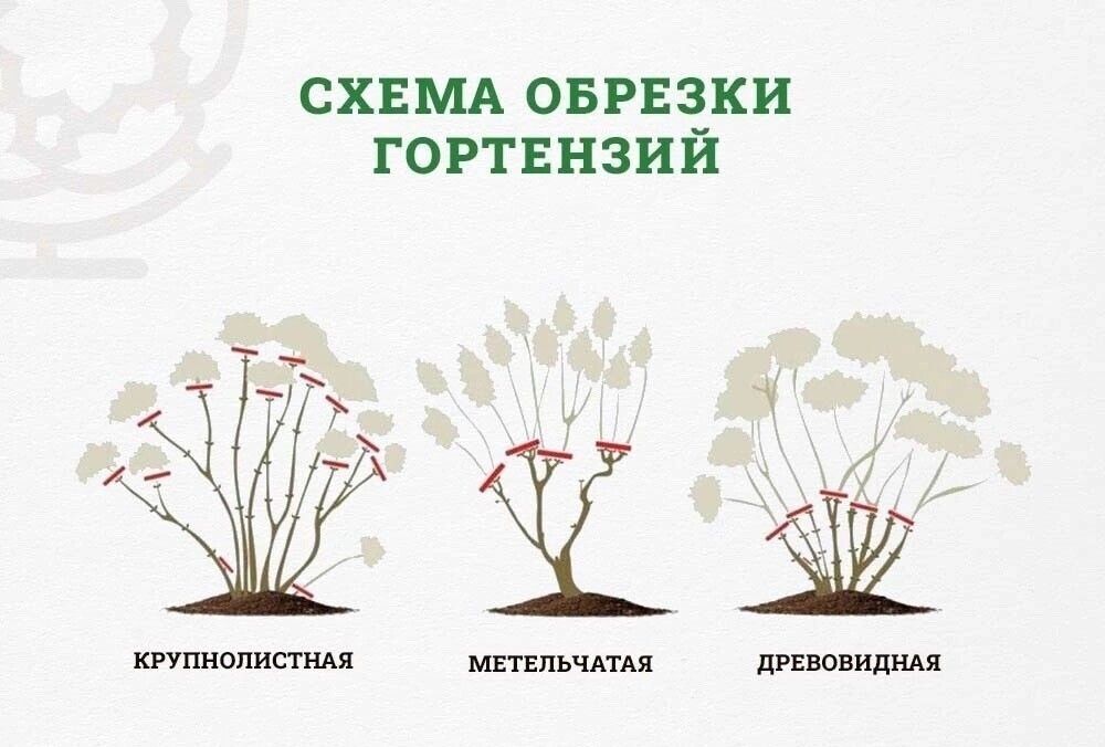 Тонкости весенней обрезки древовидной ГОРТЕНЗИИ. Сроки весенней и осенней обрезк