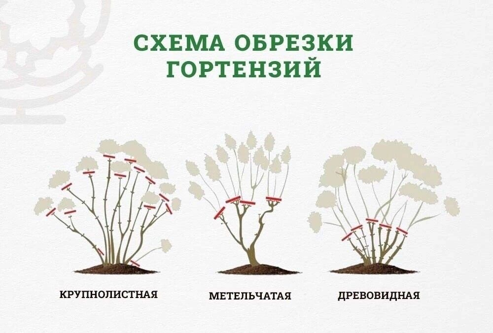 Чем подкормить гортензию под зиму. Обрезка гортензии метельчатой. Обрезка метельчатой гортензии весной. Схема обрезки гортензии. Схема обрезки гортензии древовидной.