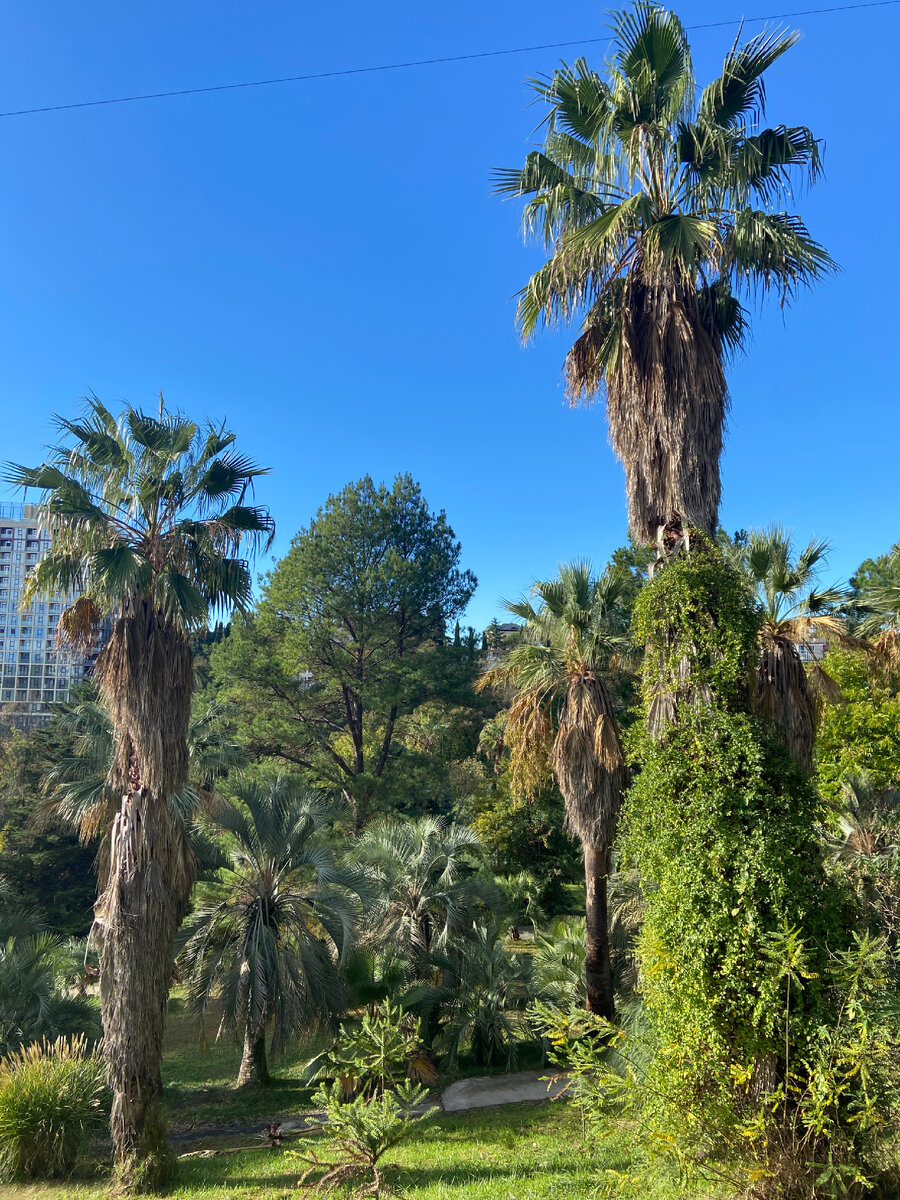 Прекрасный вид на пальмы 