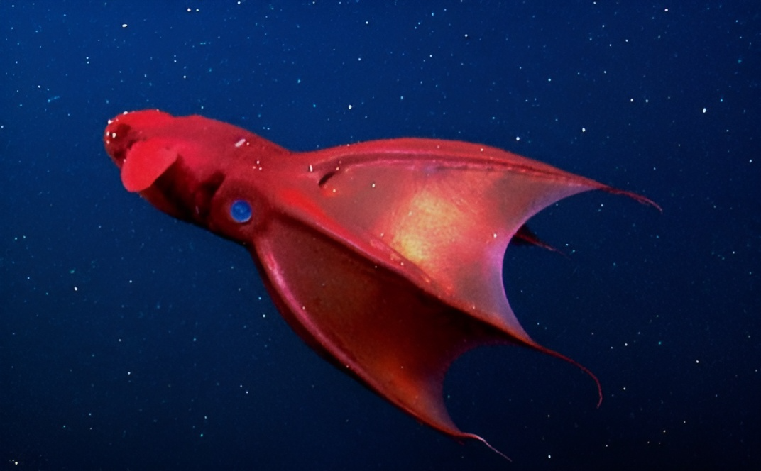 Vampyroteuthis infernalis, фото: schemenkabinett.de