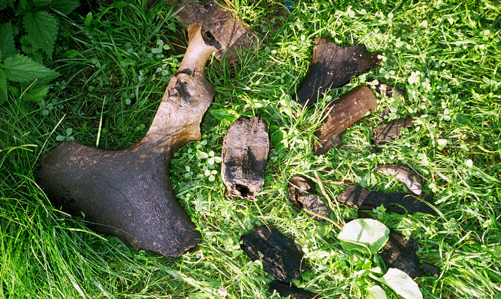 С. Гашев. Кости извлеченные на берег