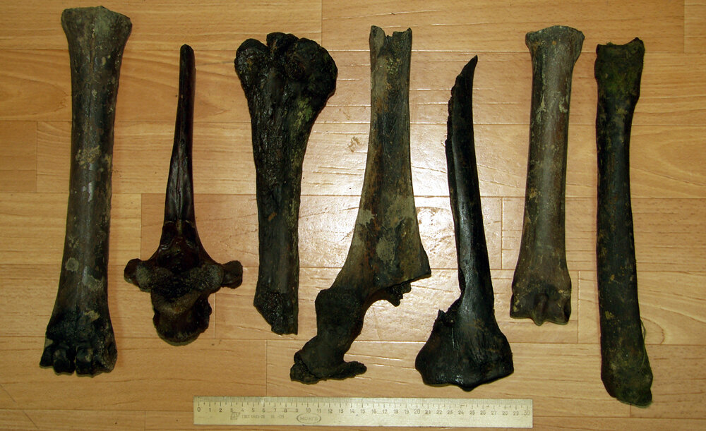 С. Гашев. Кости для анализа