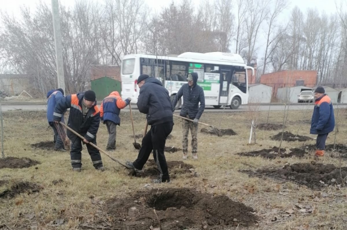    В Омске продолжается высадка деревьев на улицах города