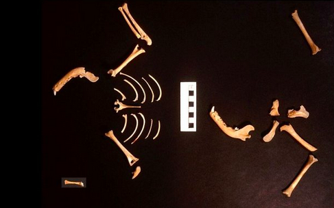 На кладбище были найдены жертвоприношения собак, в частности щенков. Здесь показан скелет щенка Фото: Noelle Soren