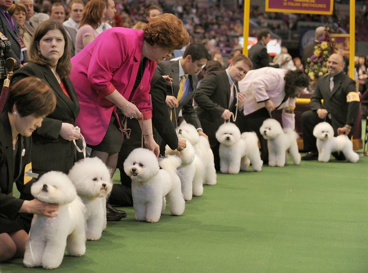 Прошла выставка собак. Хендлинг Бишон фризе. Бишон фризе выставка. На выставке собак. Выставка щенков.